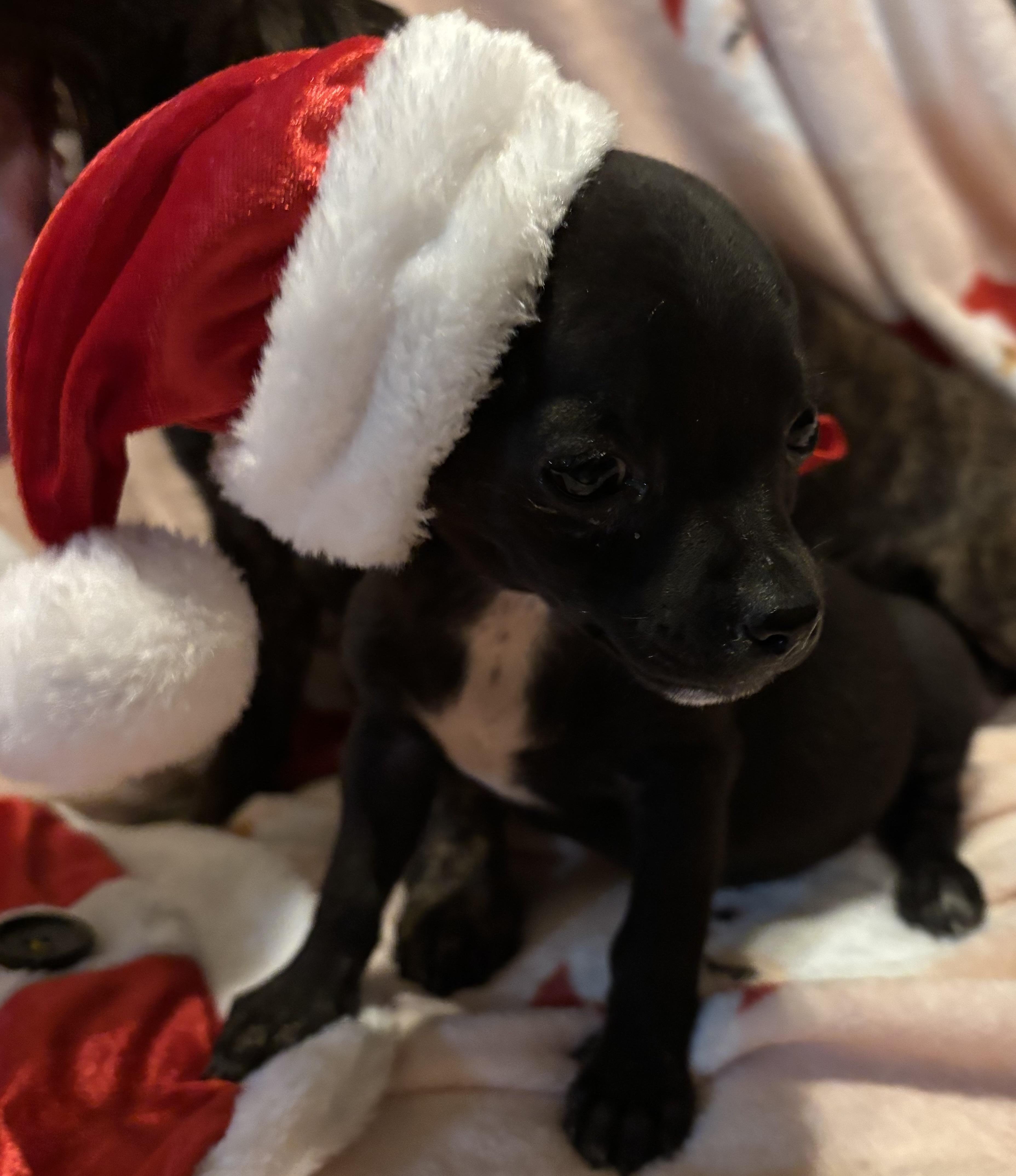 Phoenix , an adoption pending mixed breed image 3/4