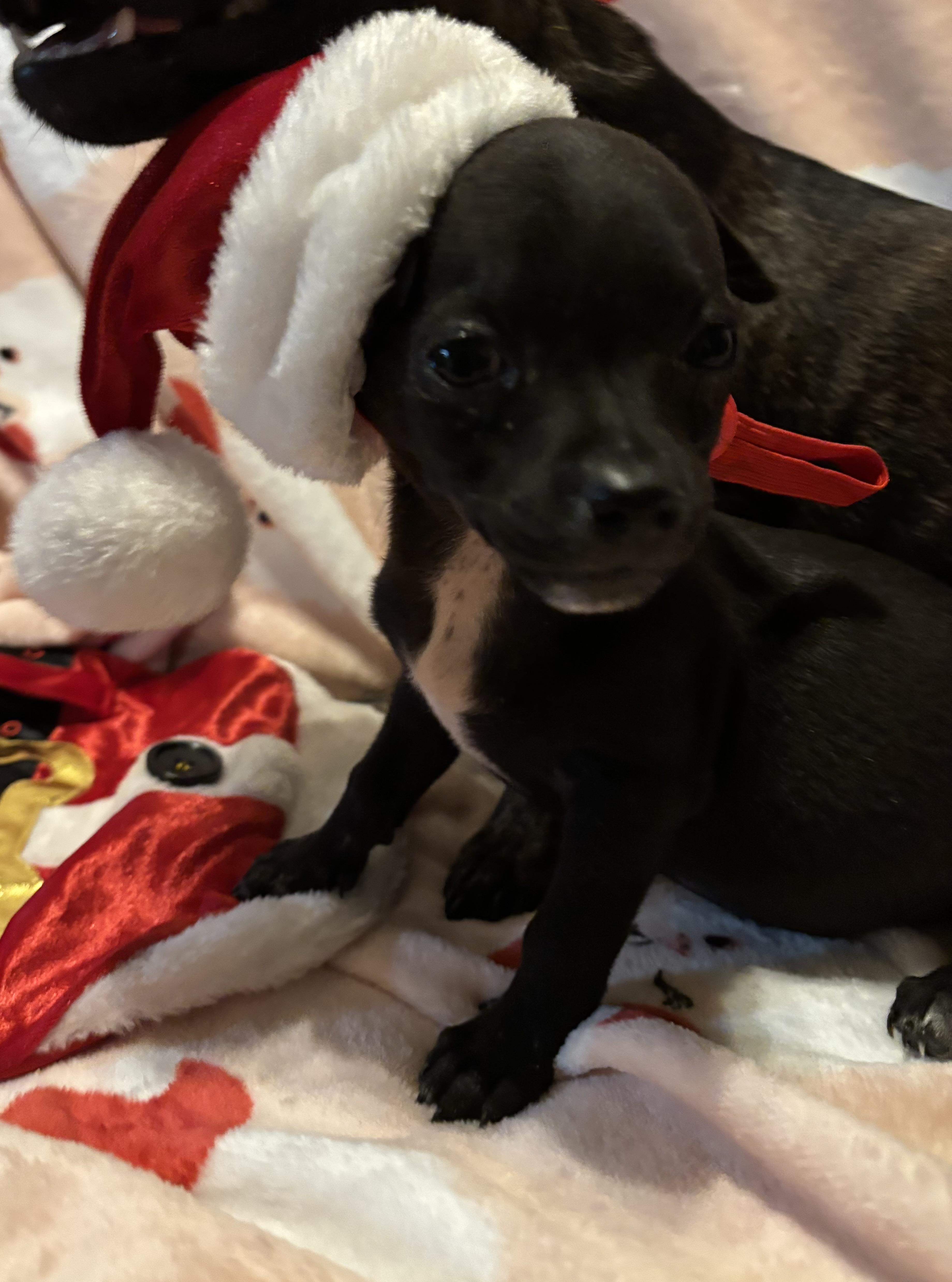 Phoenix , an adoption pending mixed breed image 4/4