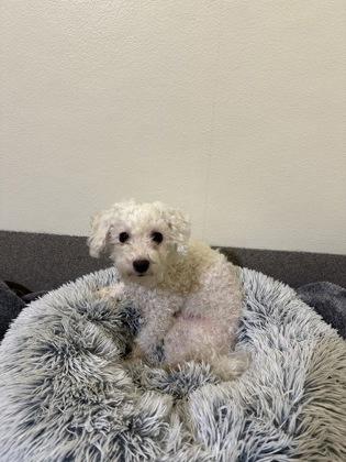 Pucca, Adoptable, Adult Female Poodle & Mixed Breed.