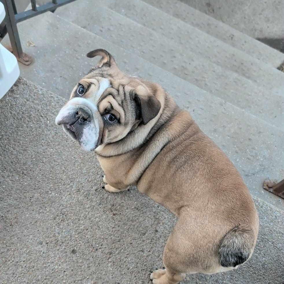 LUDO! , a hold English Bulldog in Lincoln, NE image 2/4