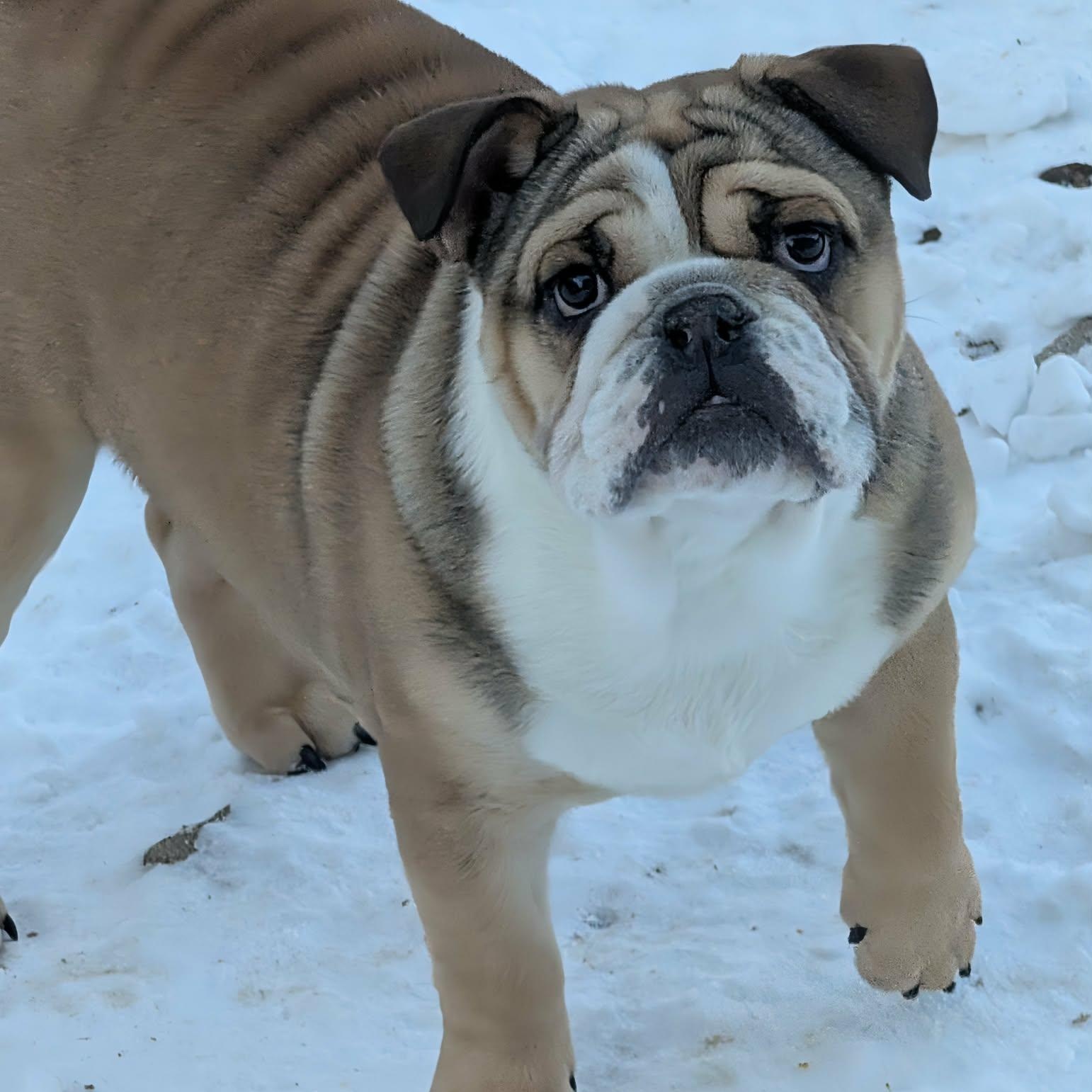 LUDO! , ADOPTABLE, Puppy Male English Bulldog.
