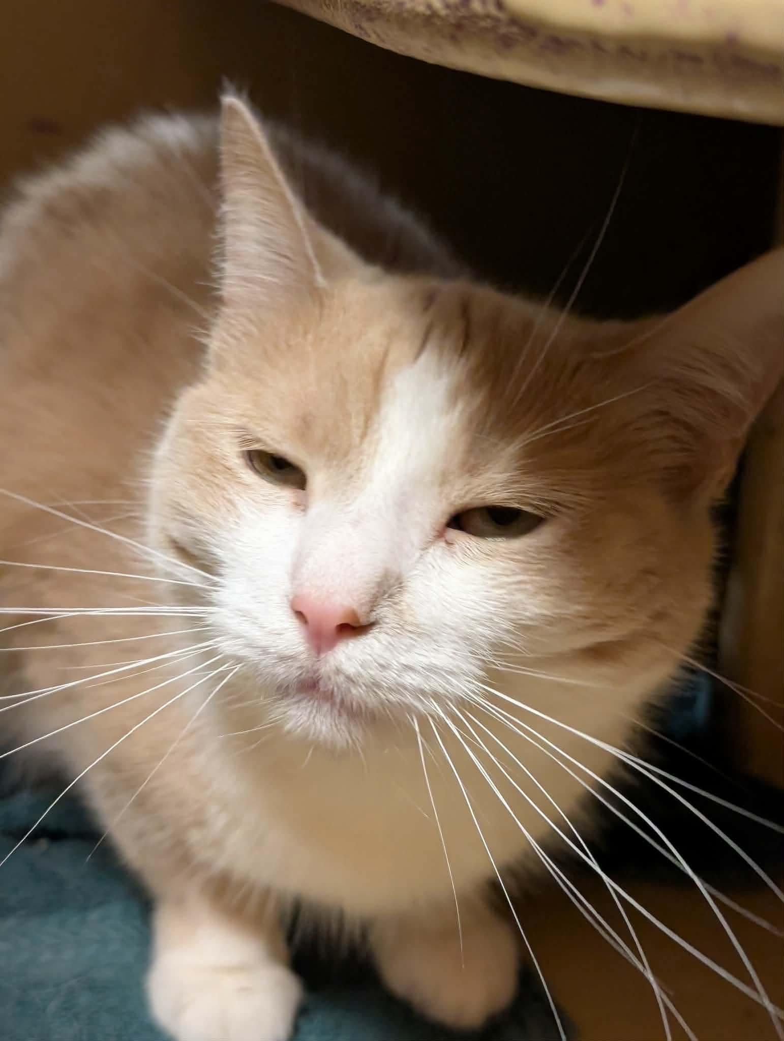 Enlarge LOLA, an adopted Domestic Short Hair in Tillsonburg, ON image 4/5