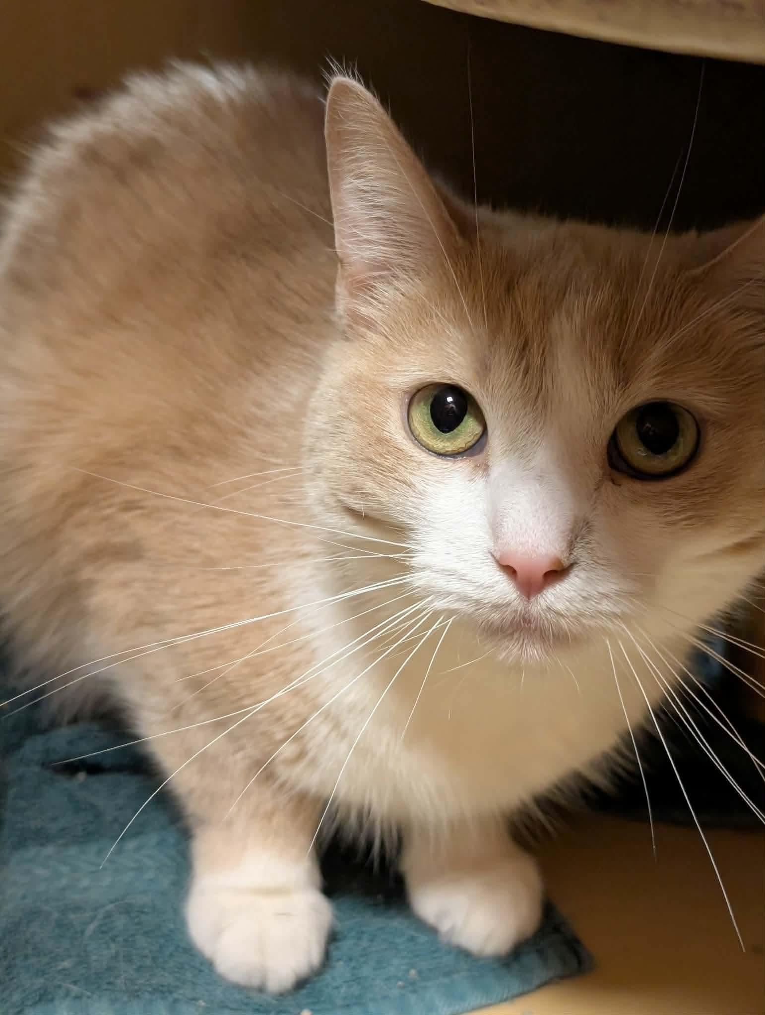 Enlarge LOLA, an adopted Domestic Short Hair in Tillsonburg, ON image 1/5