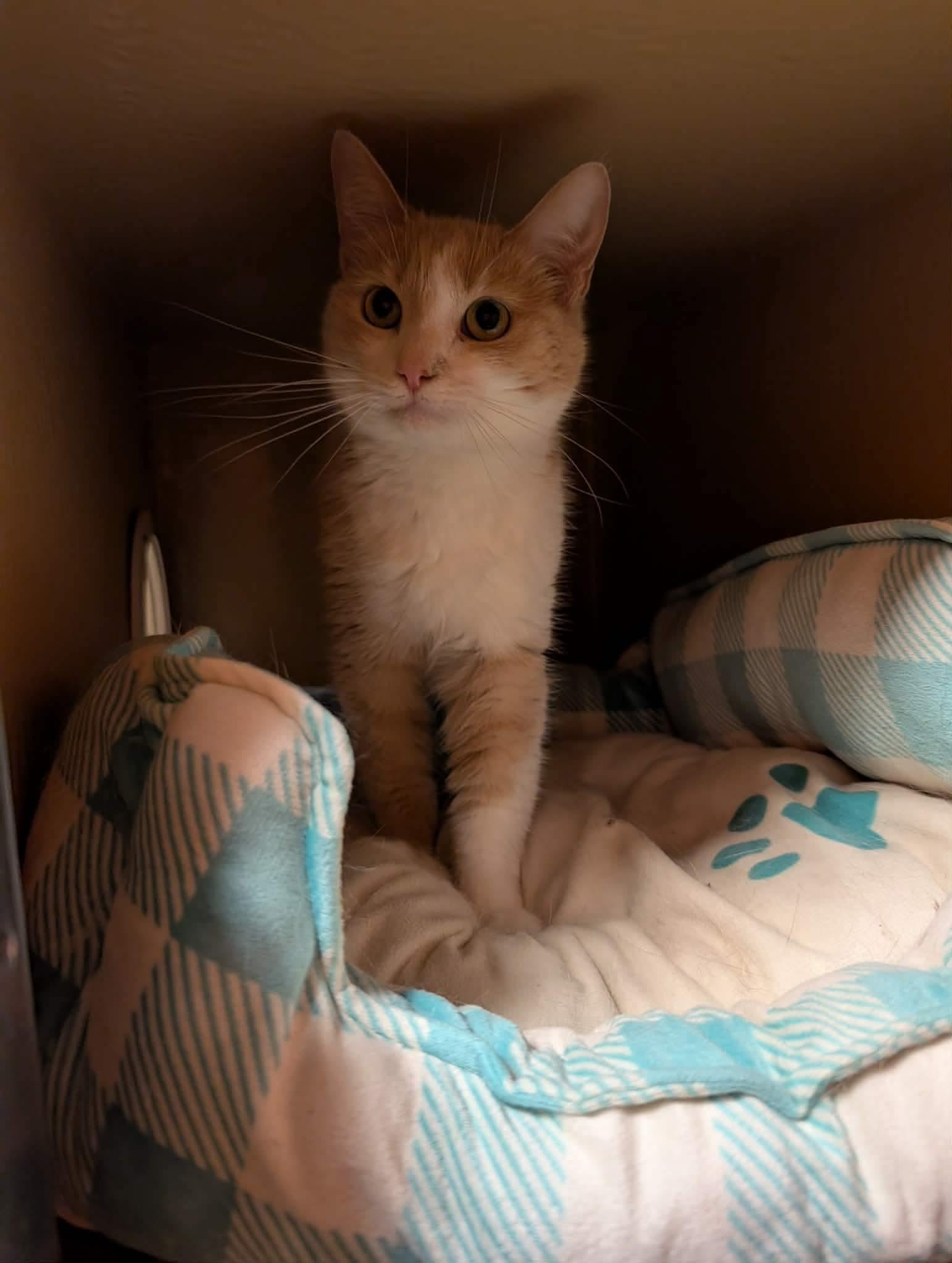 Enlarge LOLA, an adopted Domestic Short Hair in Tillsonburg, ON image 2/5