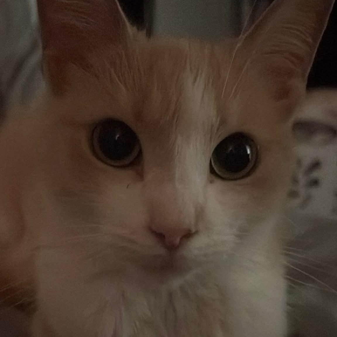 Enlarge LOLA, a Adoptable Domestic Short Hair in Tillsonburg, ON image 1/1