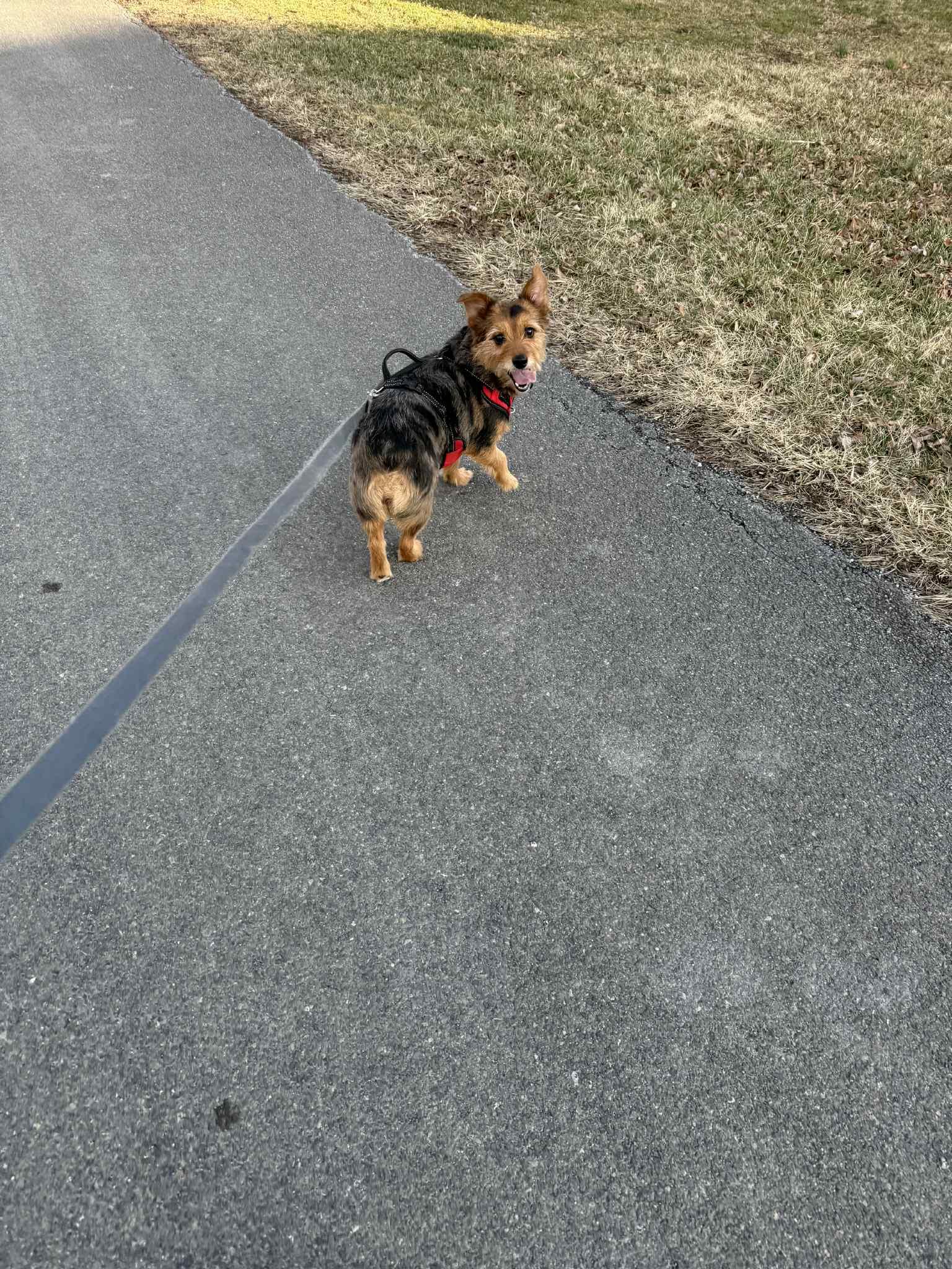 Enlarge Sky, a ADOPTABLE mixed breed in Falls Church, VA image 3/3
