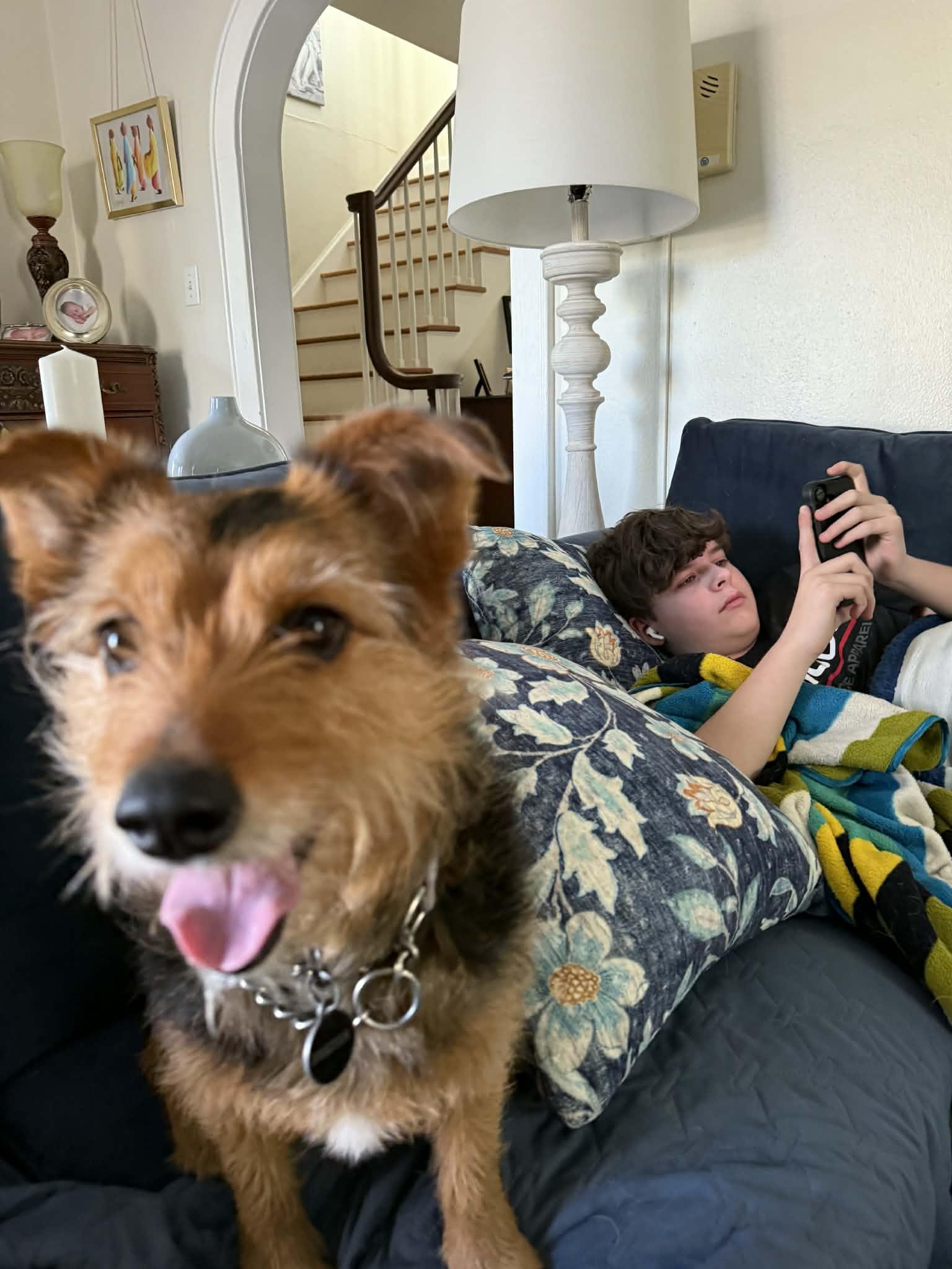 Enlarge Sky, a ADOPTABLE mixed breed in Falls Church, VA image 2/3