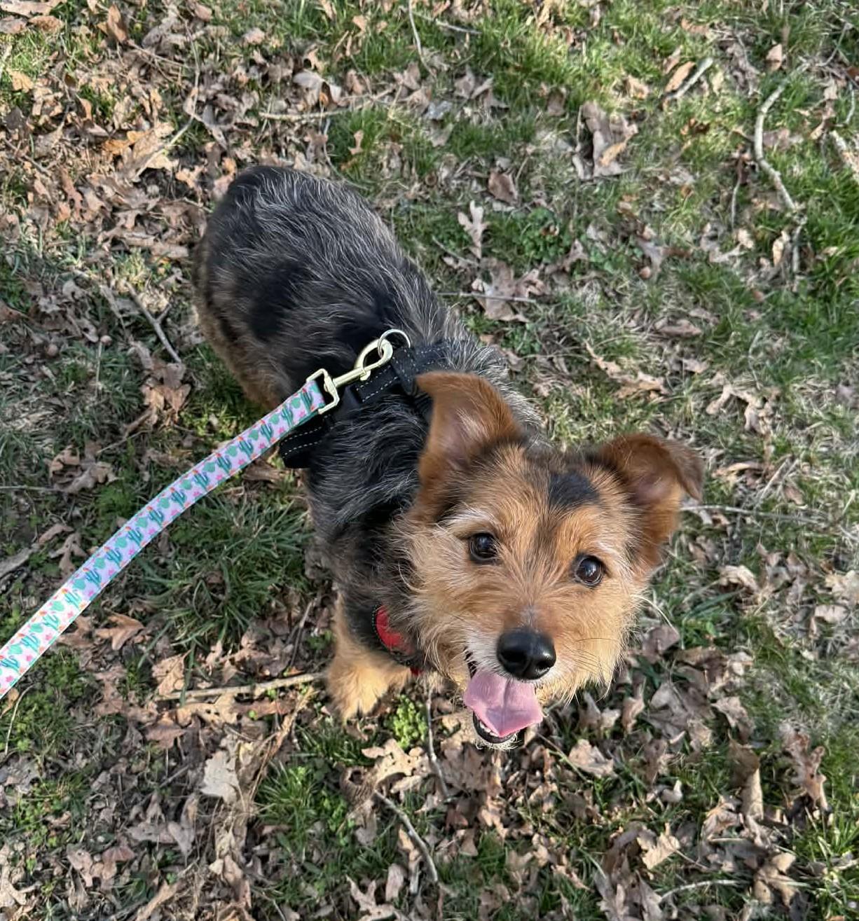 Enlarge Sky, a ADOPTABLE mixed breed in Falls Church, VA image 1/3