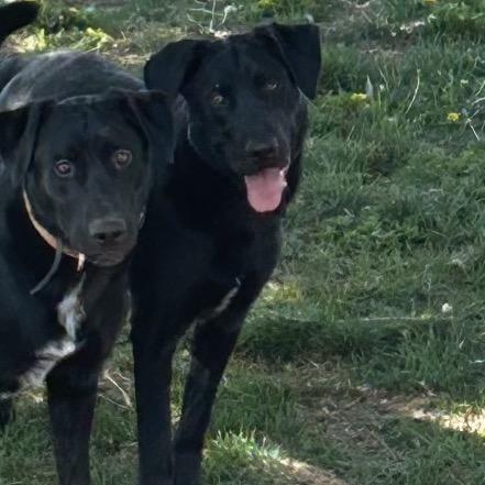 Case, Adoptable, Adult Male Black Labrador Retriever & Mixed Breed.