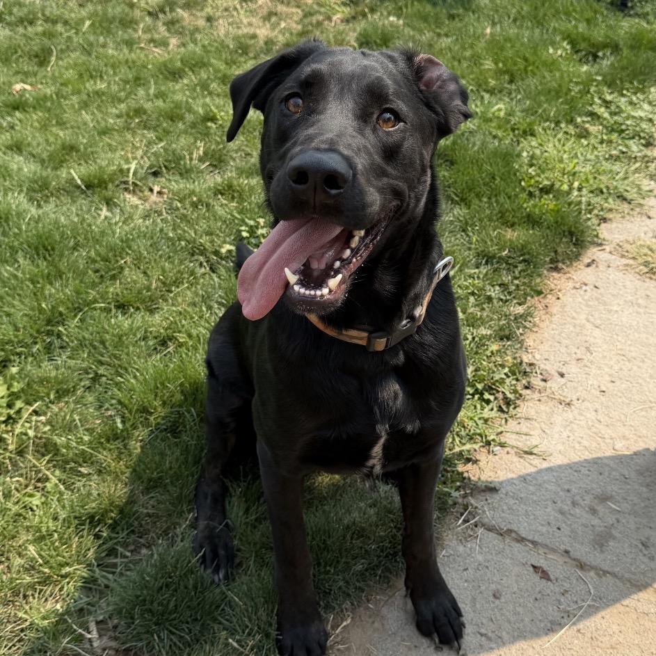 Enlarge Case, a Adoptable mixed breed in Cashmere, WA image 2/2