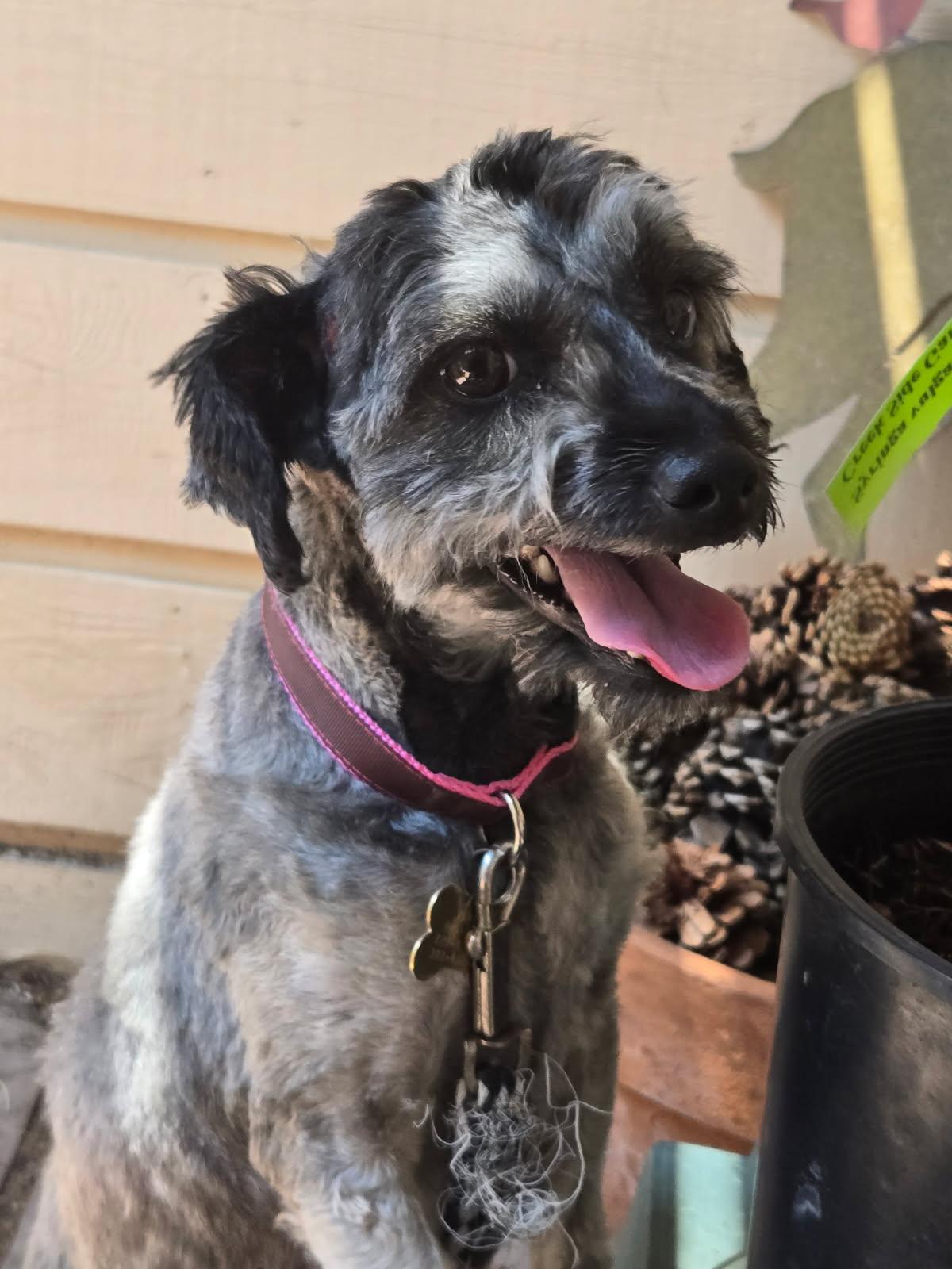 Hans & Helga, a ADOPTABLE Miniature Schnauzer in Littleton, CO image 4/4