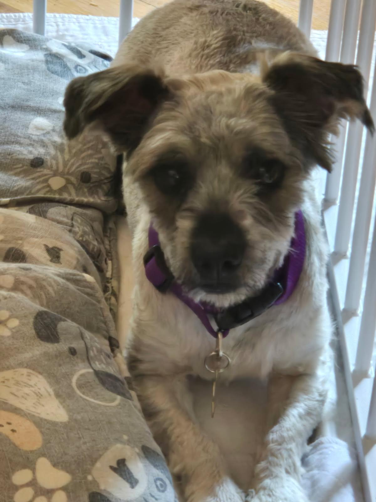 Hans & Helga, a ADOPTABLE Miniature Schnauzer in Littleton, CO image 3/4