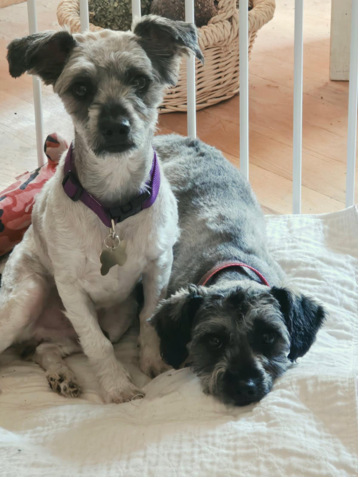 Hans & Helga, ADOPTABLE, Adult Female Miniature Schnauzer.