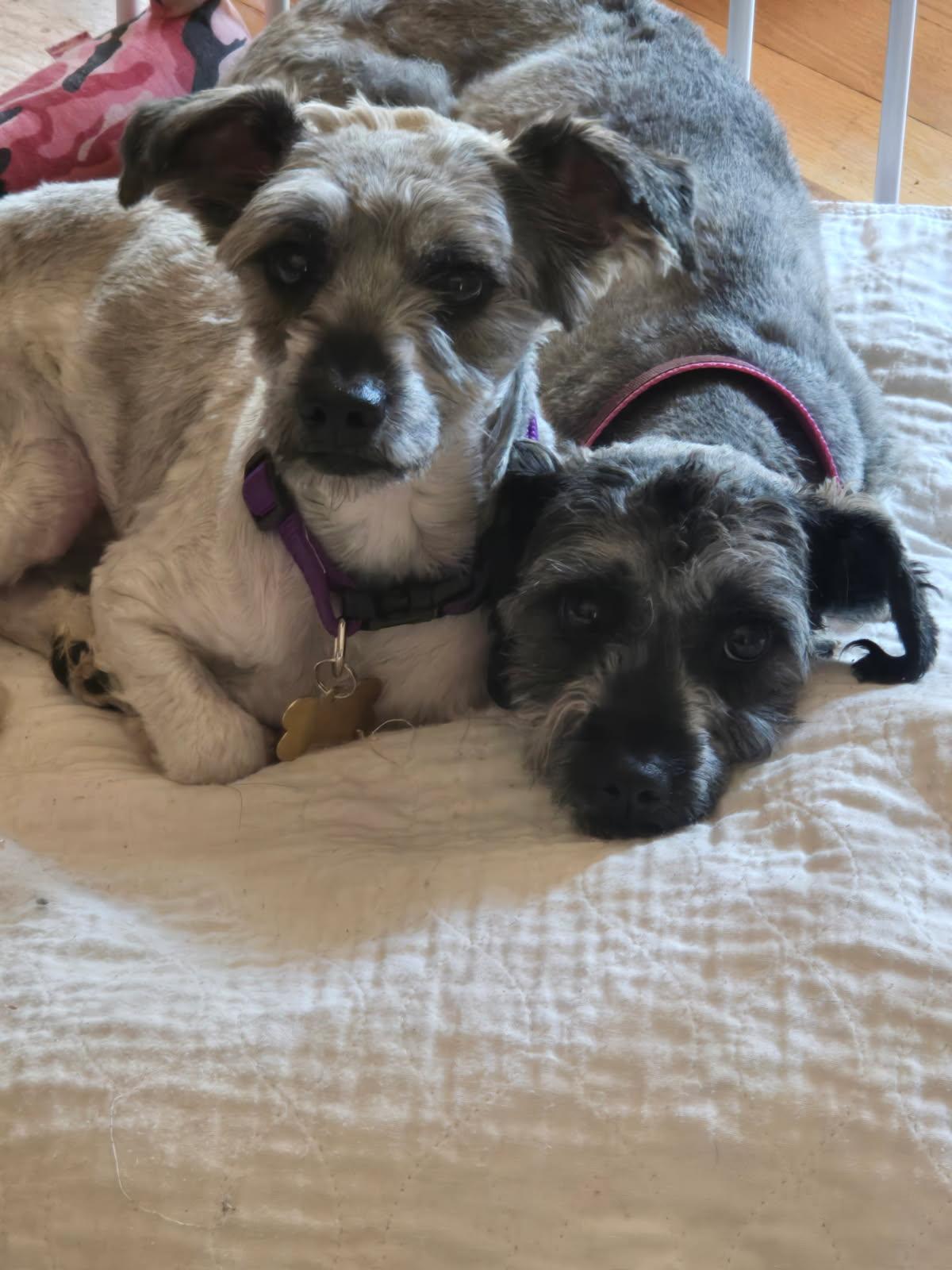 Hans & Helga, a ADOPTABLE Miniature Schnauzer in Littleton, CO image 2/4