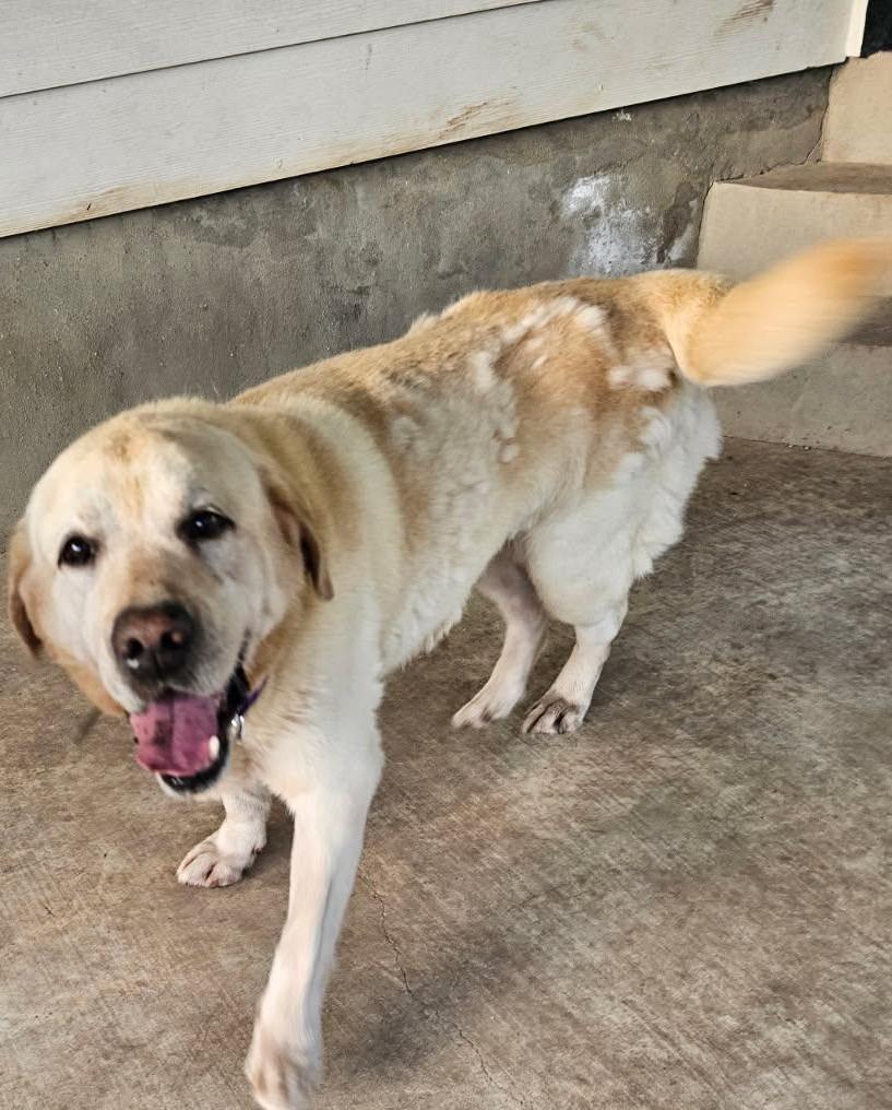 Elvis, Adoptable, Senior Male Labrador Retriever.