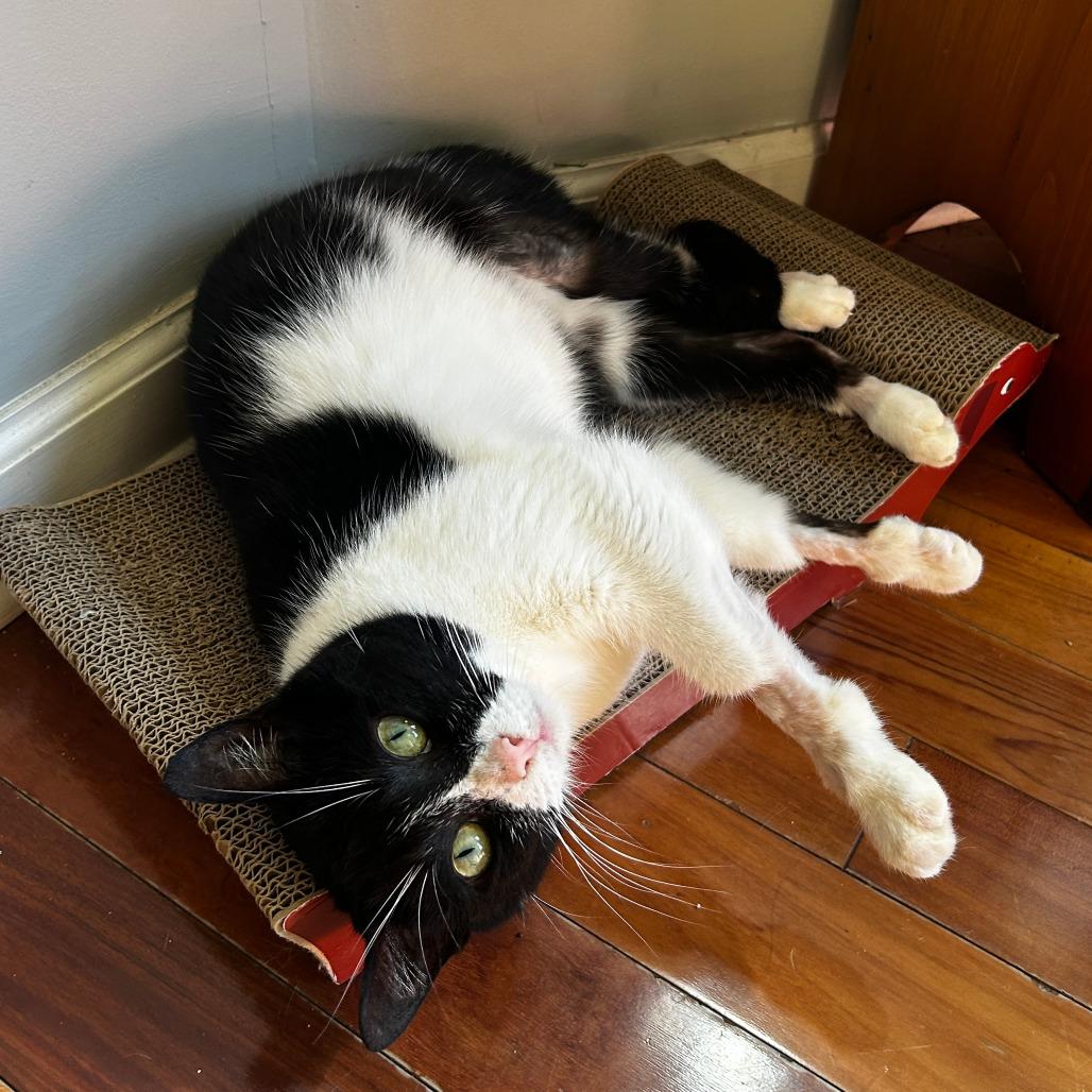 Possum, Adoptable, Adult Female Domestic Short Hair.