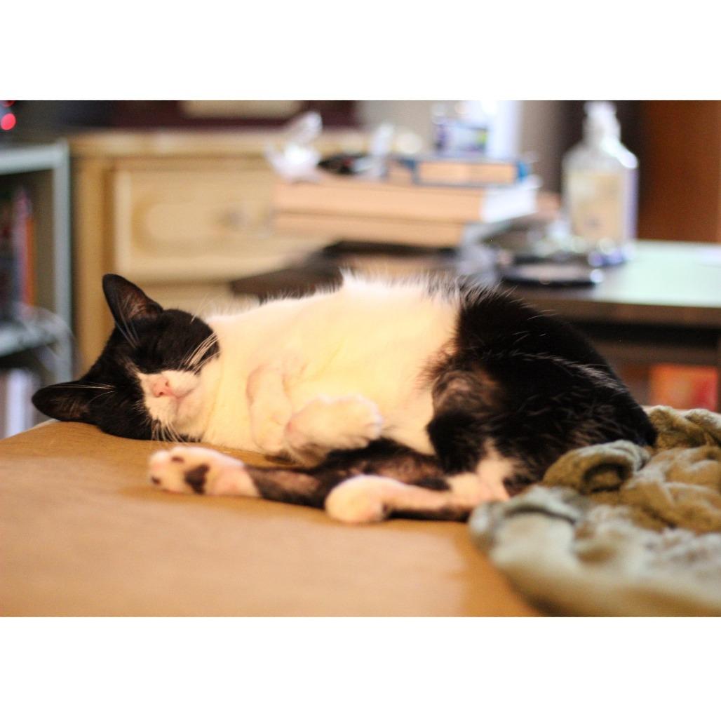 Enlarge Possum, a Adoptable Domestic Short Hair in Philadelphia, PA image 2/5