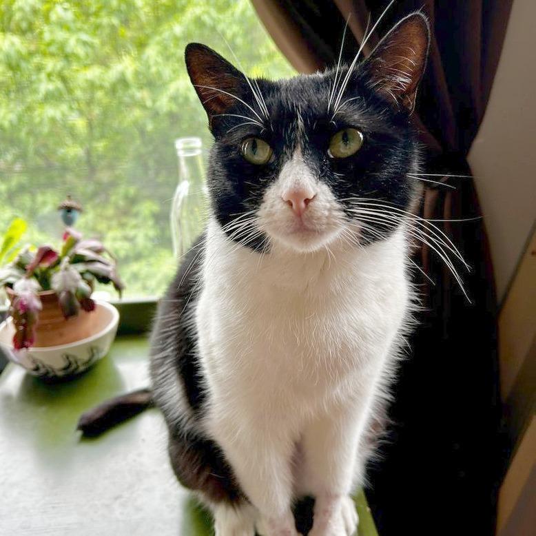 Enlarge Possum, a Adoptable Domestic Short Hair in Philadelphia, PA image 3/5