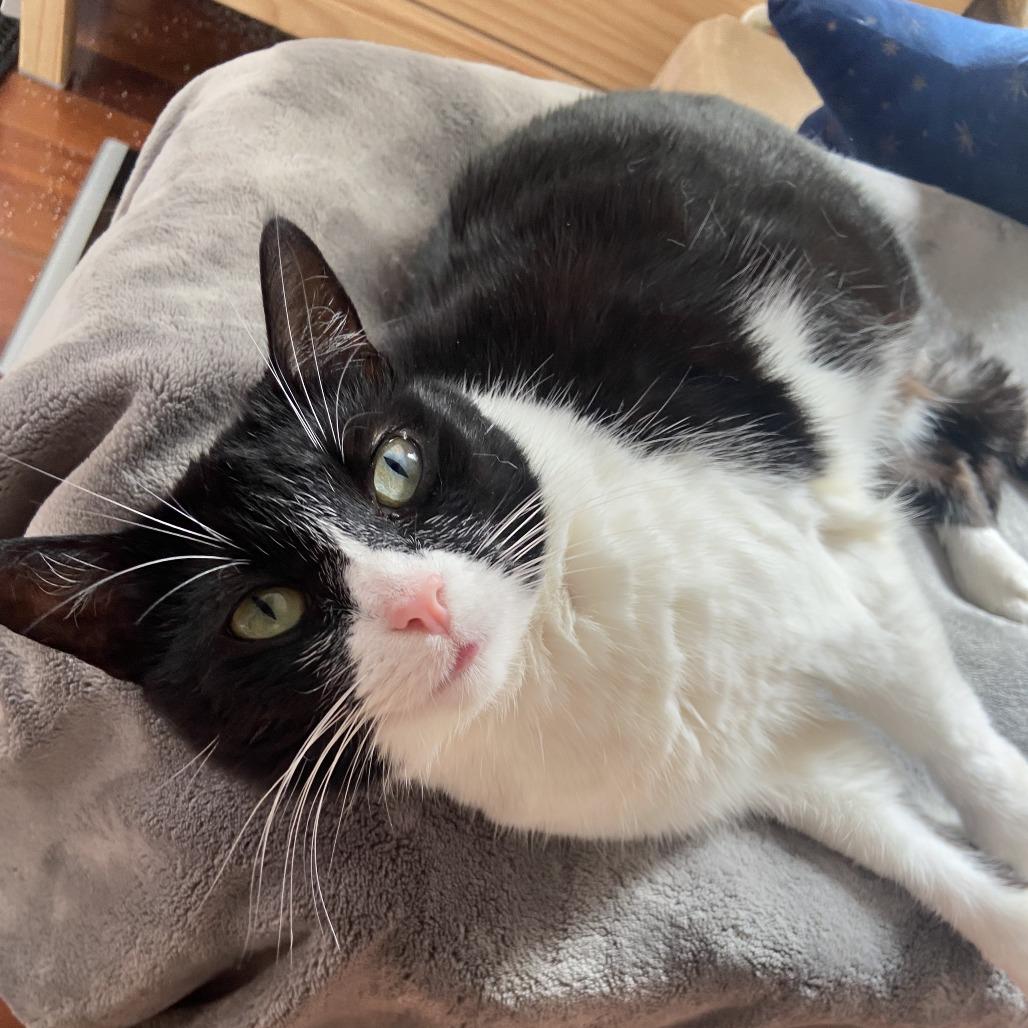 Enlarge Possum, a Adoptable Domestic Short Hair in Philadelphia, PA image 4/5
