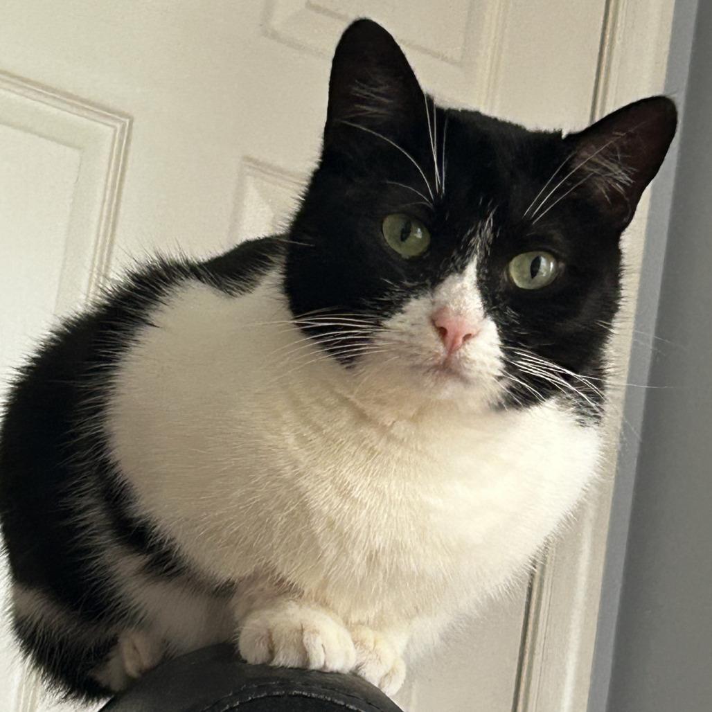 Enlarge Possum, a Adoptable Domestic Short Hair in Philadelphia, PA image 5/5