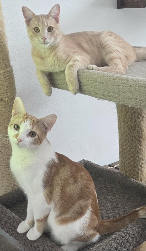 CADE & BECKETT, adoptable, Kitten Male Domestic Short Hair.