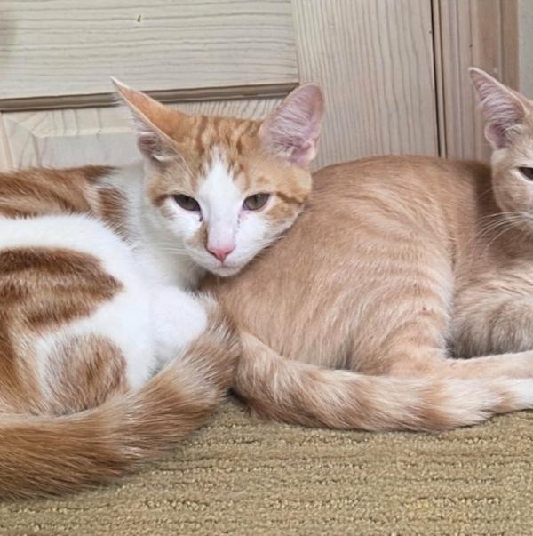 Enlarge CADE & BECKETT, an adoptable Domestic Short Hair in Kenosha, WI image 4/5