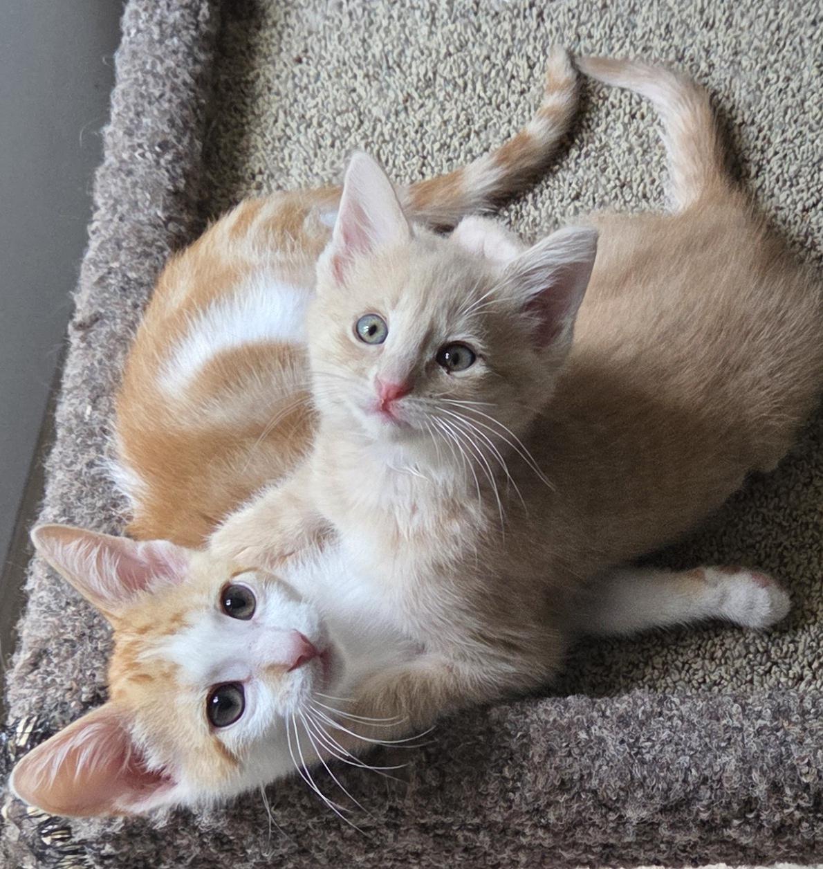 Enlarge CADE & BECKETT, an adoptable Domestic Short Hair in Kenosha, WI image 5/5