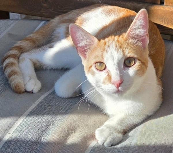 Enlarge CADE & BECKETT, an adoptable Domestic Short Hair in Kenosha, WI image 3/5