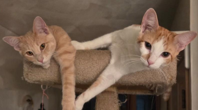 CADE & BECKETT, adoptable, Kitten Male Domestic Short Hair.