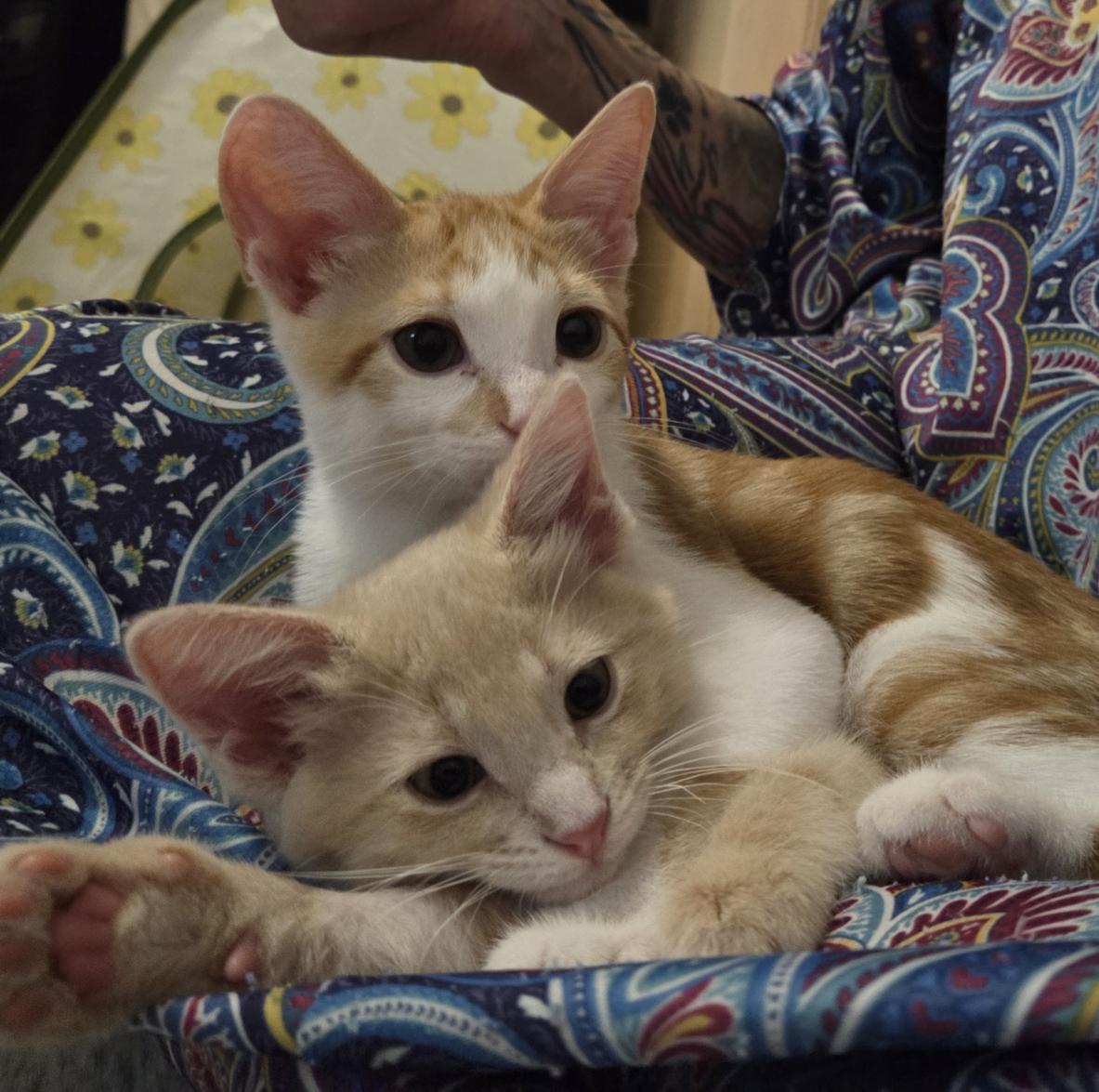 CADE & BECKETT, adoptable, Kitten Male Domestic Short Hair.