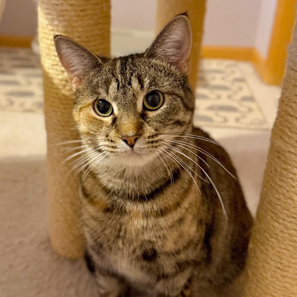 Honey 4, Adoptable, Young Female Domestic Short Hair.