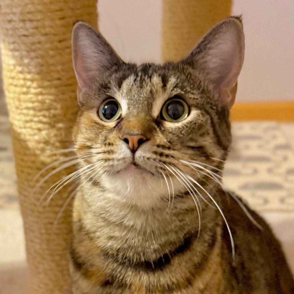 Enlarge Honey 4, a Adoptable Domestic Short Hair in Shorewood, IL image 2/6