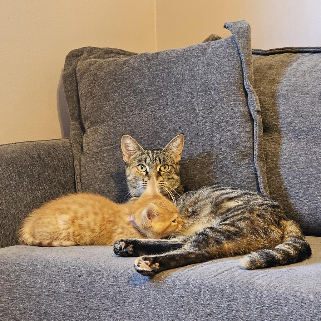 Honey 4, a Adoptable Domestic Short Hair in Shorewood, IL image 1/4