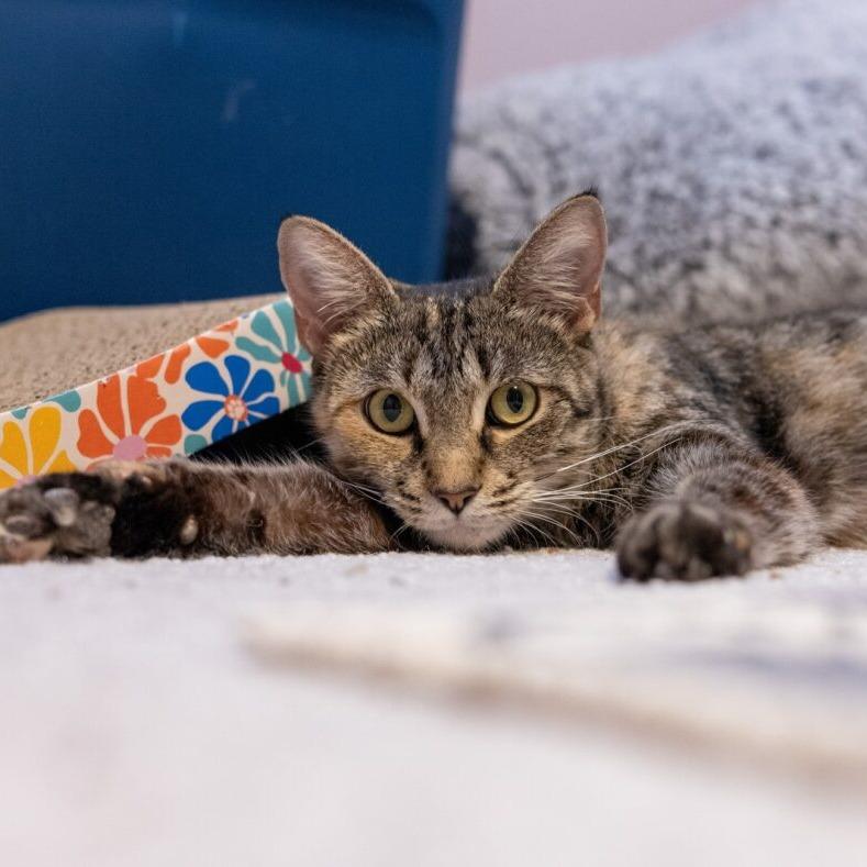 Honey 4, a Adoptable Domestic Short Hair in Shorewood, IL image 2/4