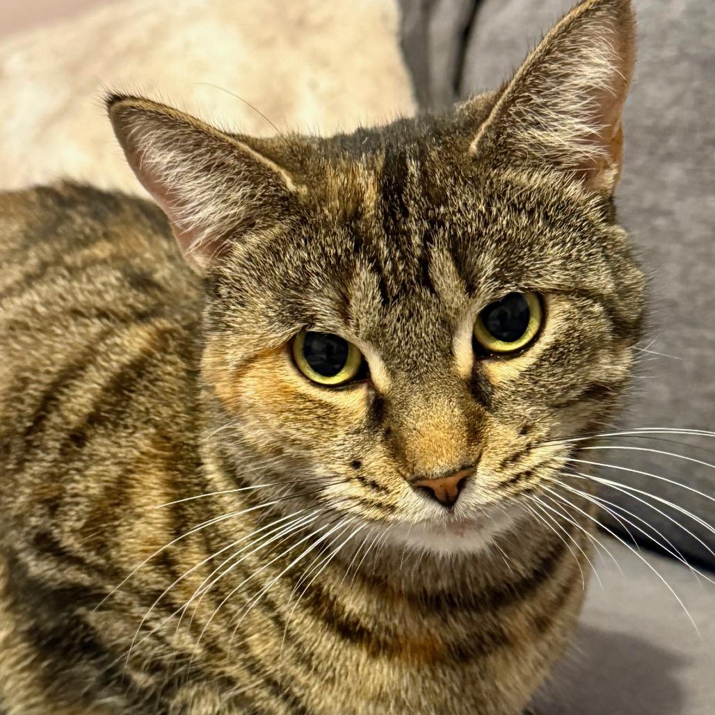 Enlarge Honey 4, a Adoptable Domestic Short Hair in Shorewood, IL image 4/6