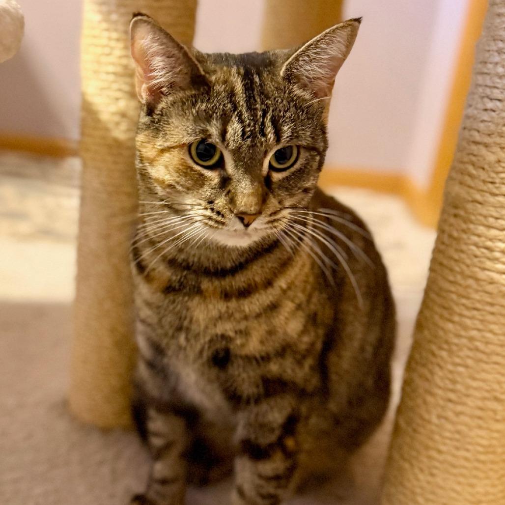 Enlarge Honey 4, a Adoptable Domestic Short Hair in Shorewood, IL image 5/6