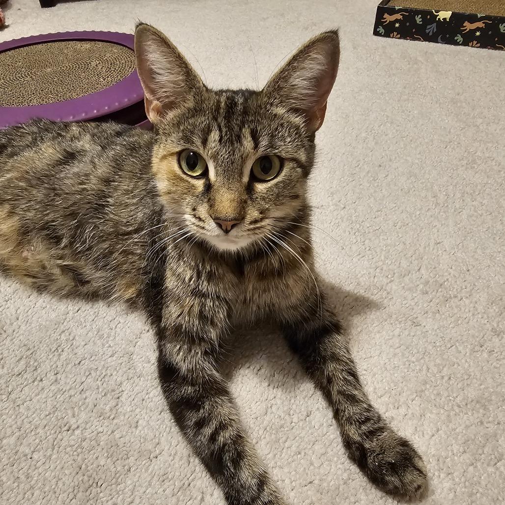 Honey 4, a Adoptable Domestic Short Hair in Shorewood, IL image 3/4