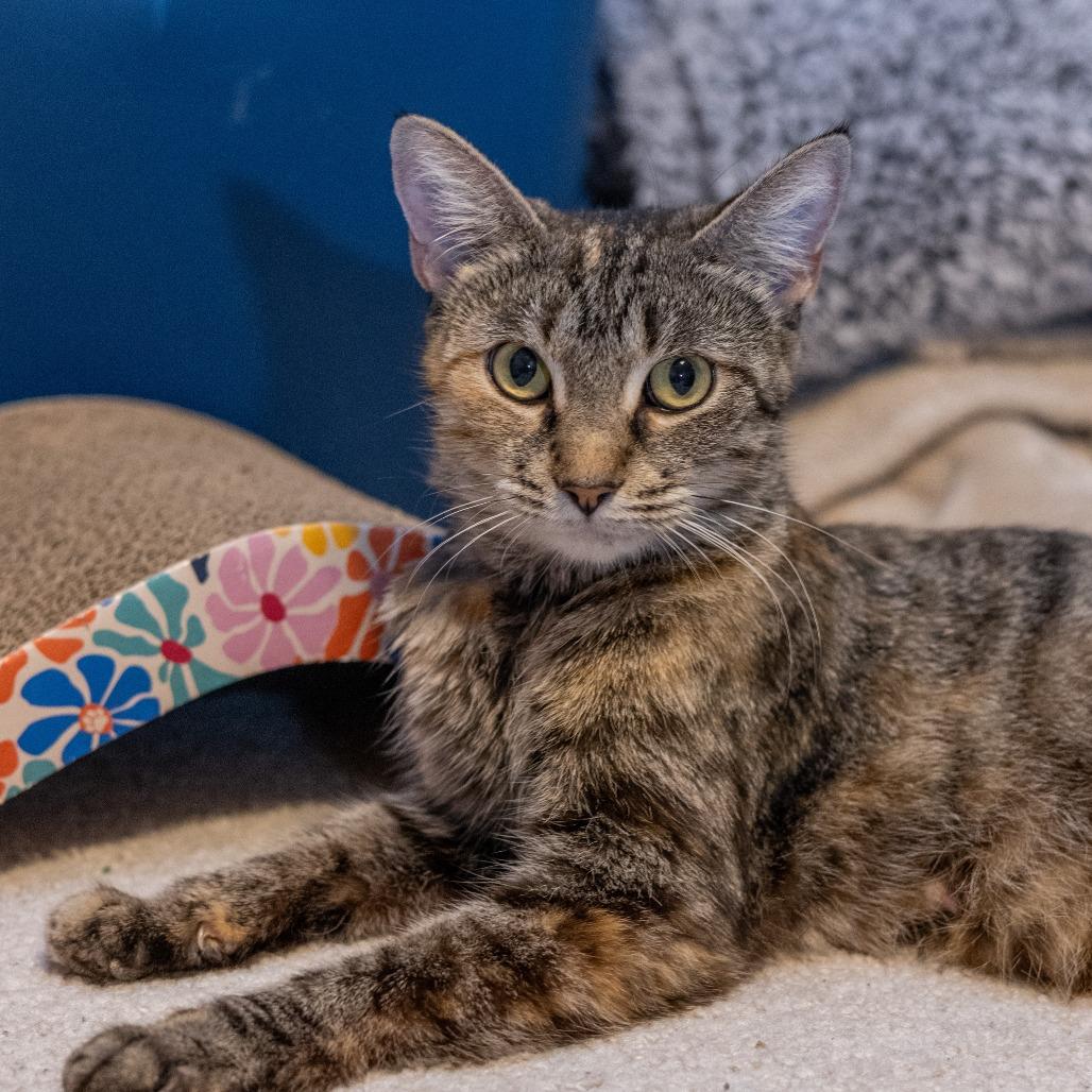 Honey 4, a Adoptable Domestic Short Hair in Shorewood, IL image 4/4