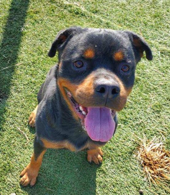 CUJO, ADOPTABLE, Adult Male Rottweiler.
