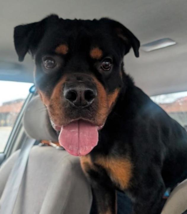 CUJO, ADOPTABLE, Adult Male Rottweiler.