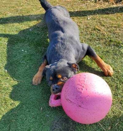 Enlarge CUJO, a ADOPTABLE Rottweiler in Oswego, IL image 2/4