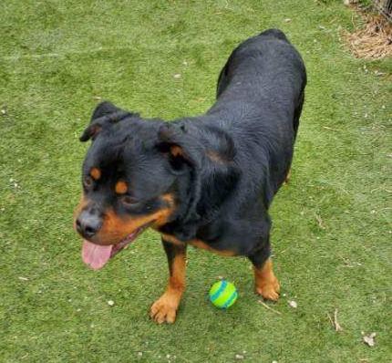 JOE (aka Cujo), ADOPTABLE, Adult Male Rottweiler.