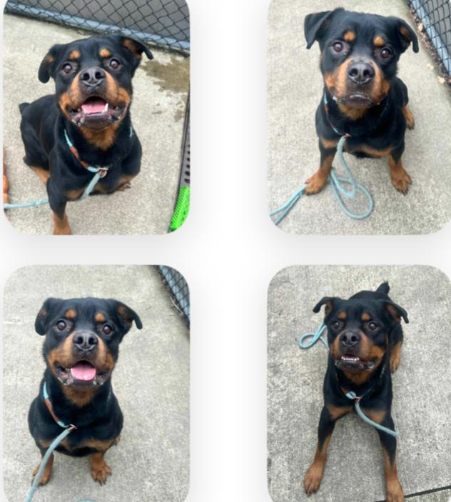 CUJO, a ADOPTABLE Rottweiler in Oswego, IL image 2/2