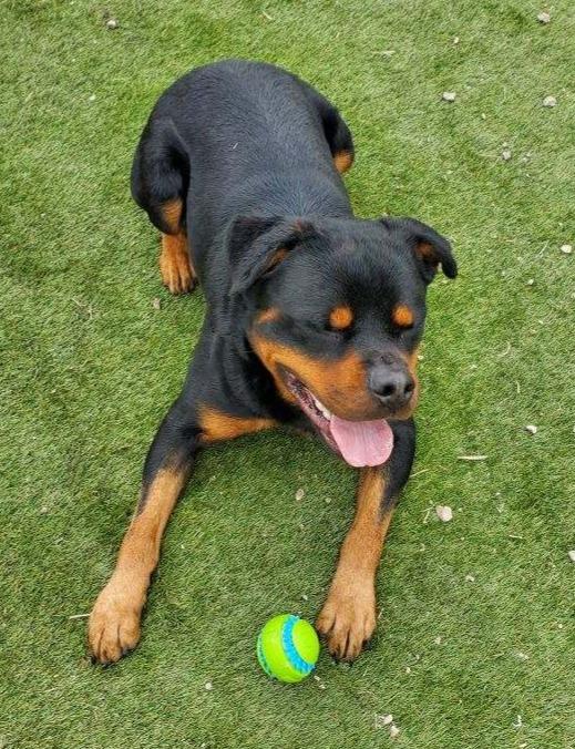 Enlarge JOE (aka Cujo), a ADOPTABLE Rottweiler in Oswego, IL image 2/4