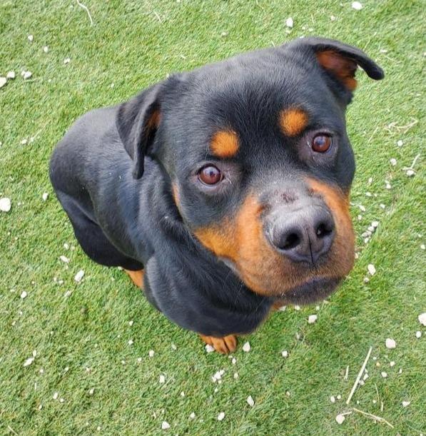 Enlarge CUJO, a ADOPTABLE Rottweiler in Oswego, IL image 3/4