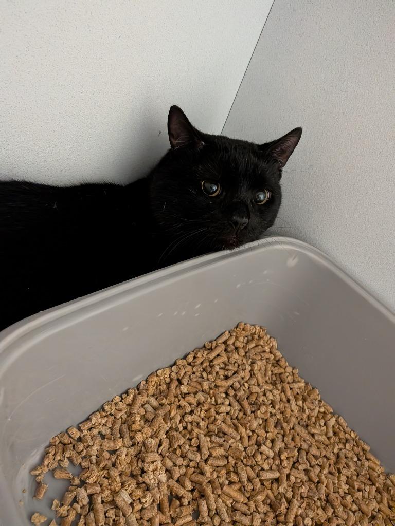 Henry, Adoptable, Young Male Domestic Short Hair.