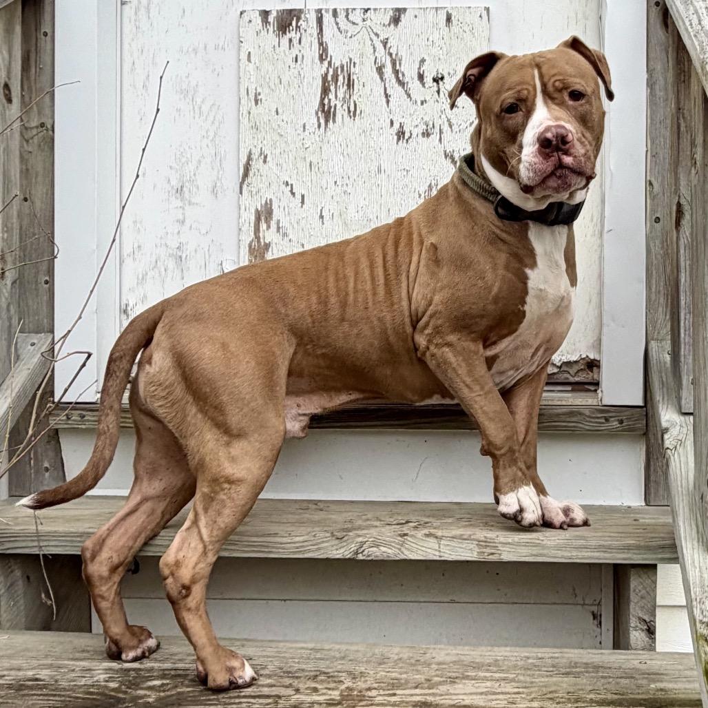 Enlarge Bear, a Adoptable Pit Bull Terrier in Deerfield, IL image 1/4