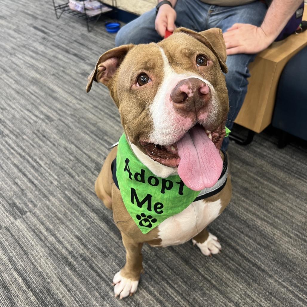 Enlarge Bear, a Adoptable Pit Bull Terrier in Deerfield, IL image 2/4