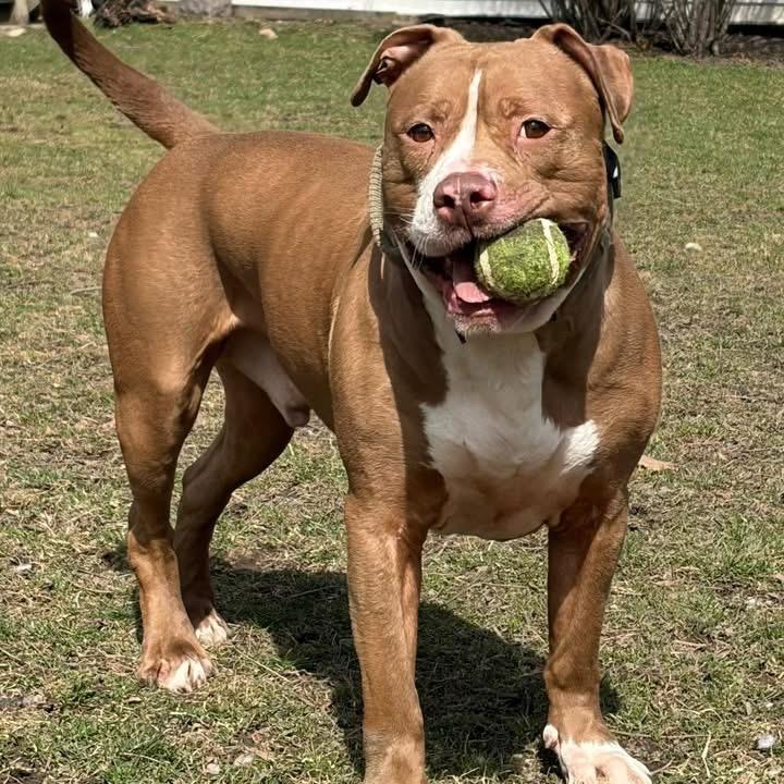 Enlarge Bear, a Adoptable Pit Bull Terrier in Deerfield, IL image 3/4