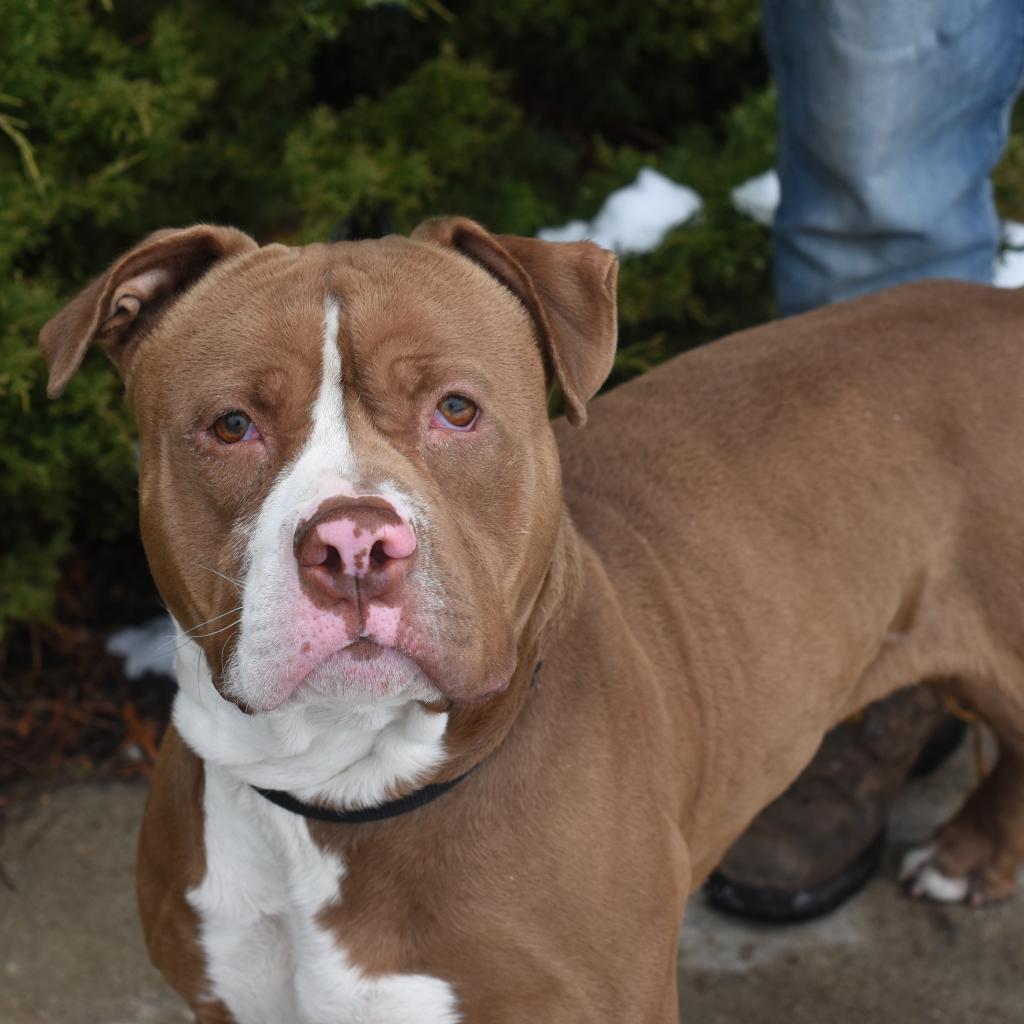 Enlarge Bear, a Adoptable Pit Bull Terrier in Deerfield, IL image 4/4